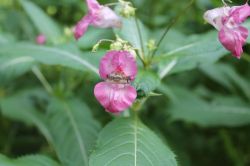 IMG_2458.JPG